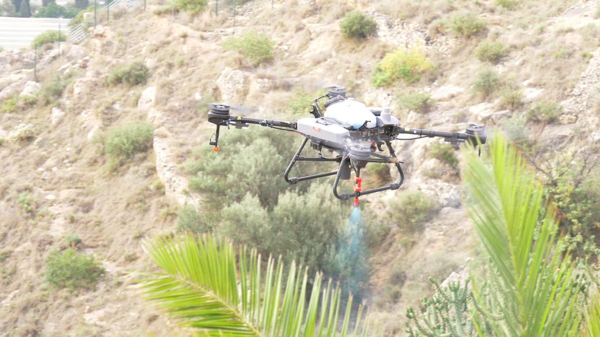 Llíria utiliza drones para erradicar un cactus invasor en el paraje de Sant Miquel