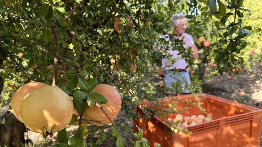 El Consejo Regulador de la Granada Mollar anima a los agricultores de la Vega Baja a amparar su producción bajo el sello de calidad