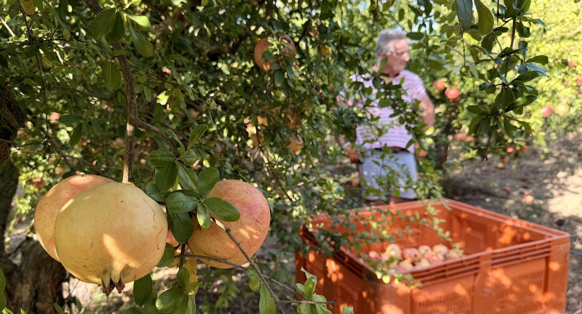 Un cultivo de granada mollar, producción protegida bajo el sello de calidad del Consejo Regulador