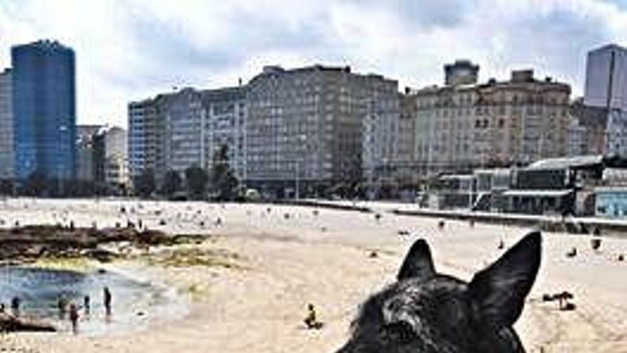 El perro &#039;Rocky&#039;, con correa, frente a la playa de Riazor.