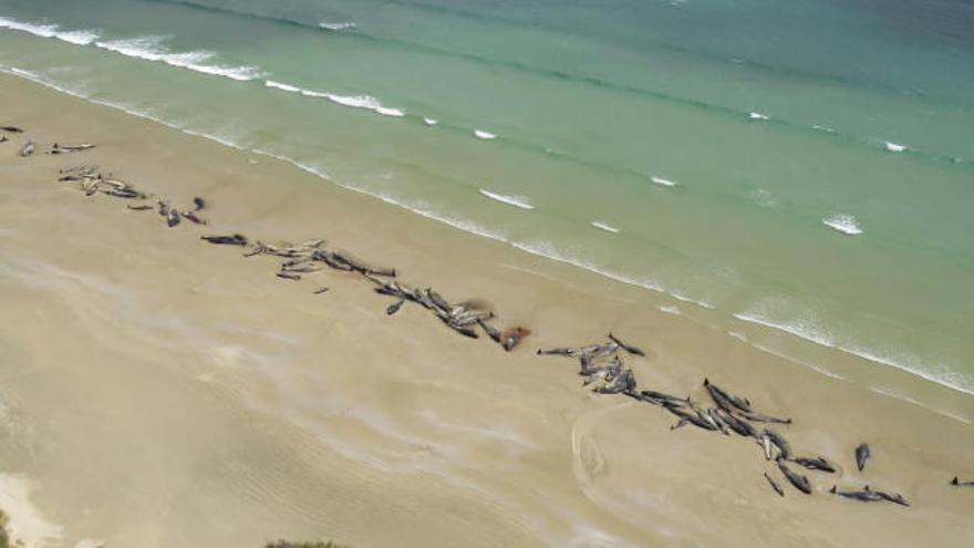 Unas 150 ballenas aparecen muertas en una playa de Nueva Zelanda