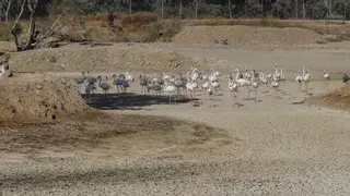 La Unesco urge a mejorar el acuífero de Doñana para no entrar en la Lista de Patrimonio en Peligro
