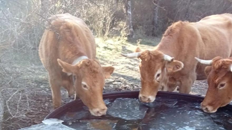 Las temperaturas gélidas ponen en alerta al campo por los cítricos y las hortalizas