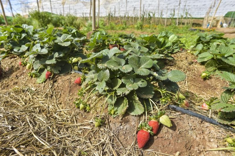 Huertos familiares ecológicos en Ingenio