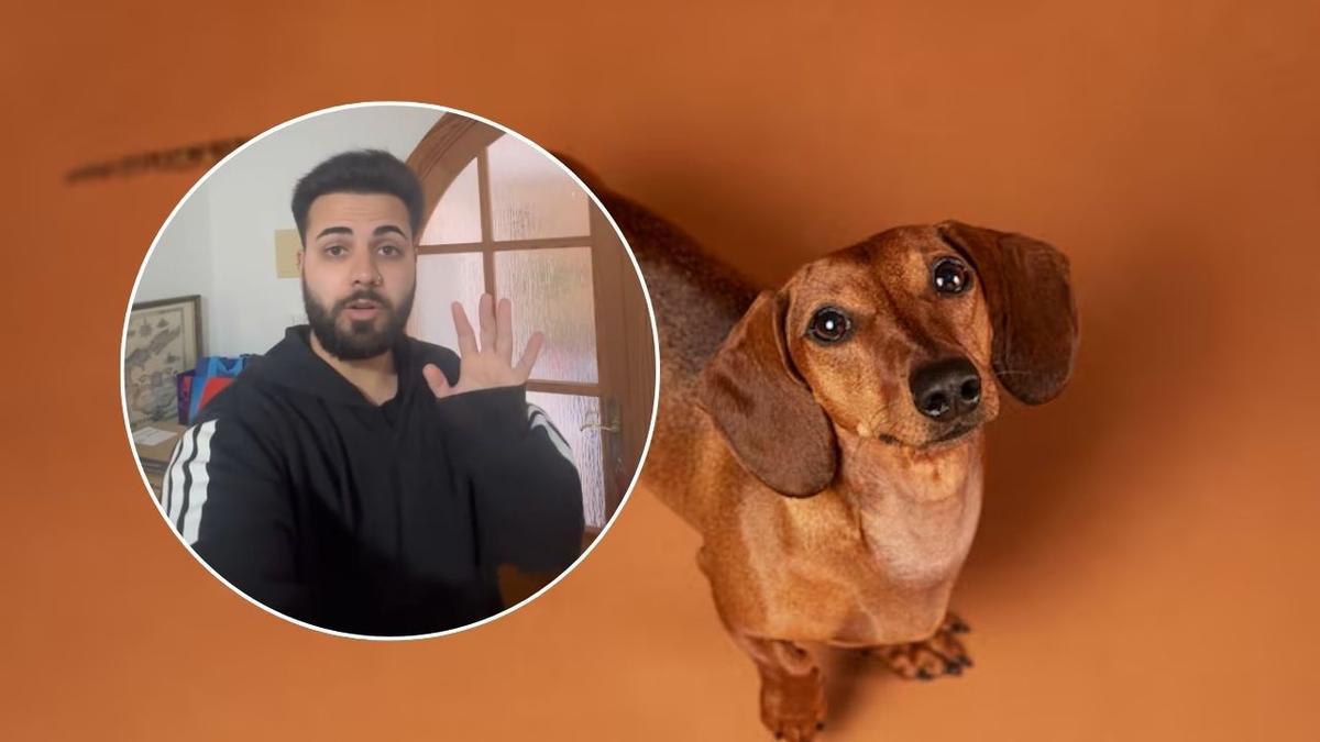 Ametlla, la perra mallorquina que ha conquistado las redes