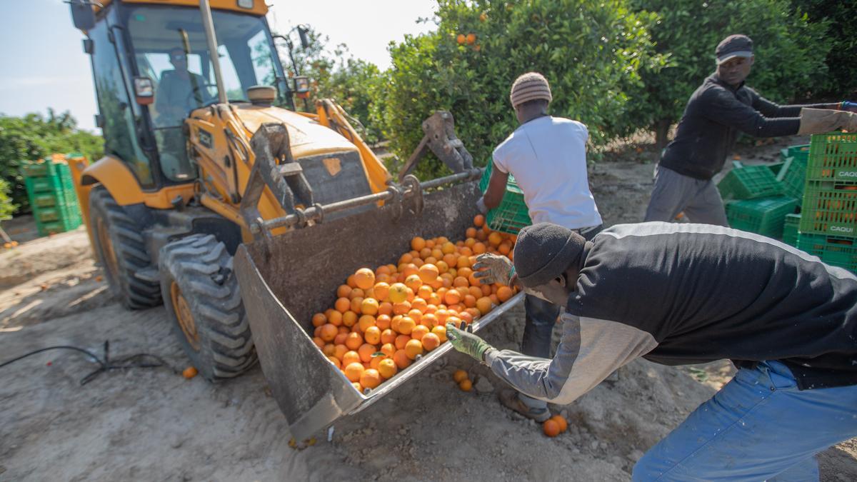 Jornaleros agrícolas recogiendo naranjas ecológicas en el sur de la provincia