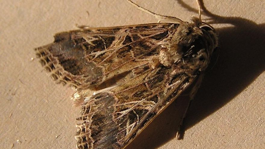 Descubrimiento asombroso: primera evidencia científica de interacción auditiva entre plantas y animales