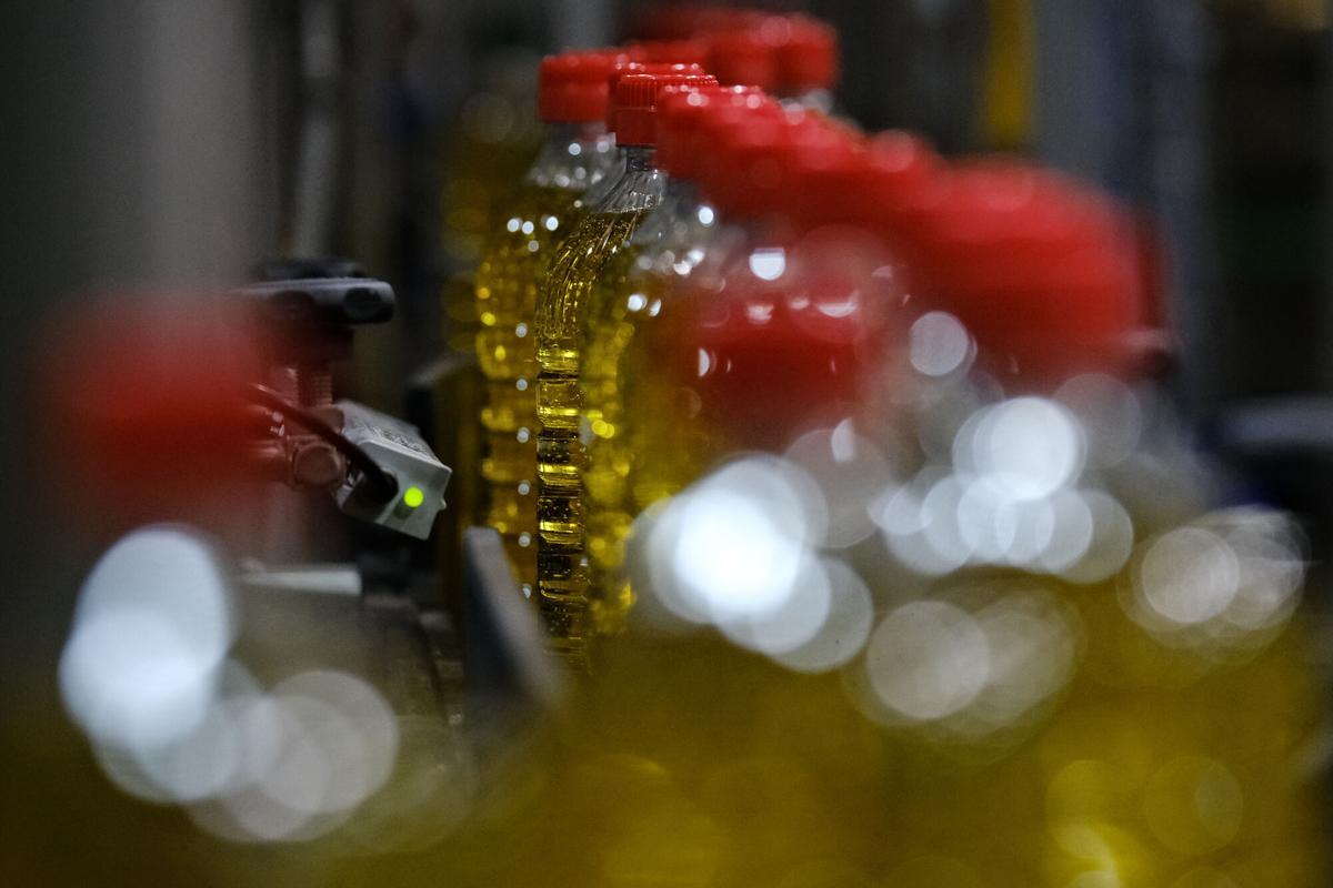 15/2/24 - Andalucia, Malaga - Antequera - Agricultura, DCOOP : Empresa española del sector agroalimentario con sede en Antequera (Málaga). Se trata del mayor grupo productor mundial de aceite de oliva virgen extra y aceitunas de mesa. Constituida en 2003 de la mano de más de cuarenta cooperativas oleícolas de las provincias de Málaga y Córdoba, se refundó en 2013 con el nombre de Dcoop. Ocupa el puesto 1 en el ranking de cooperativas de 2º grado, es decir, una unión de cooperativas dedicadas a la producción de aceite de oliva virgen, aceitunas de mesa y vino, además de operar en otros sectores como la ganadería, cereales, frutos secos o suministros. (Fotografía: Gregorio Marrero/La Opinion)