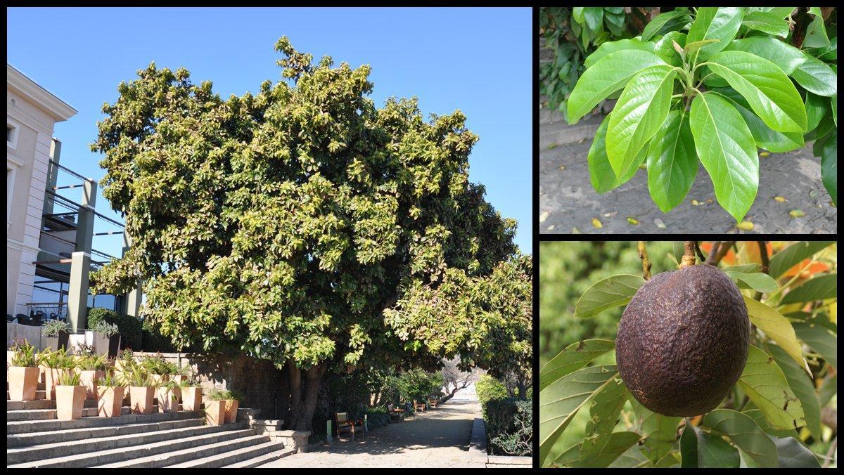 ficha-ob-aguacatero-miramar-barcelona