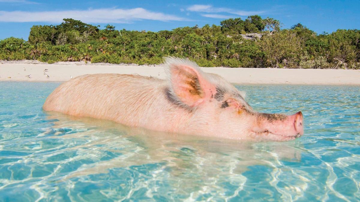 Swimming Pigs