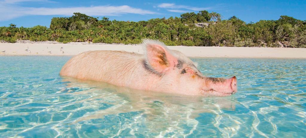 Swimming Pigs