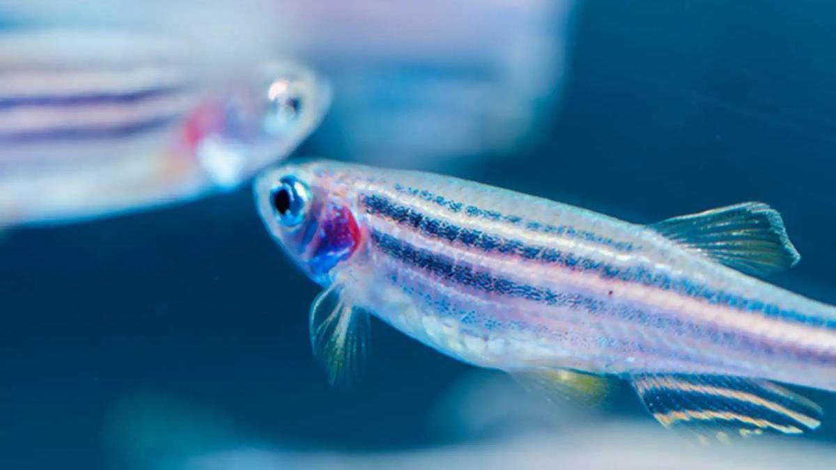 Peces cebra en un acuario.