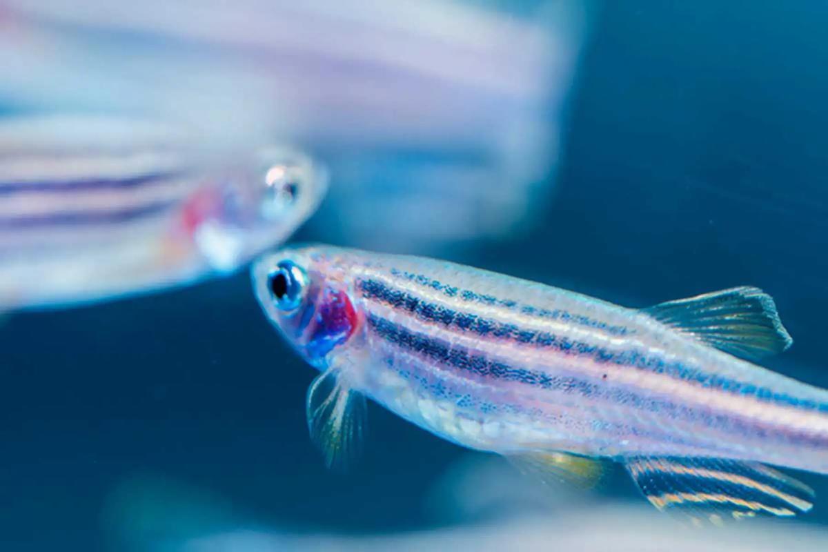 Peces cebra en un acuario.