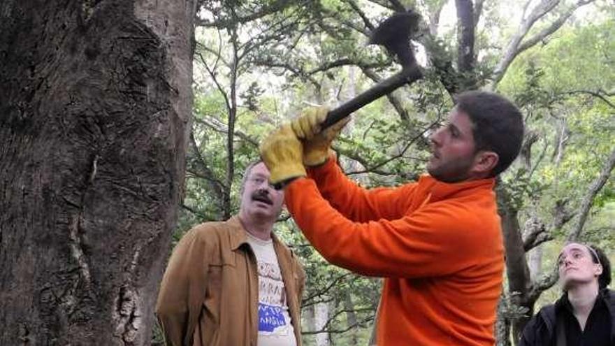 Descorche en los Sobreirais do Arnego.  // Bernabé/Javier Lalín