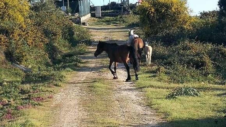 Caballos en Chan de Arquiña. // FdV