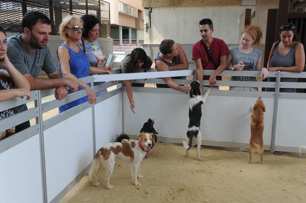 Muestra de mascotas en La Fama