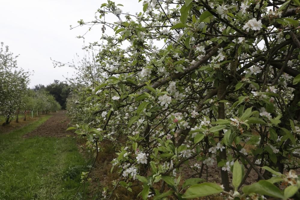 Manzanos en flor en Serín