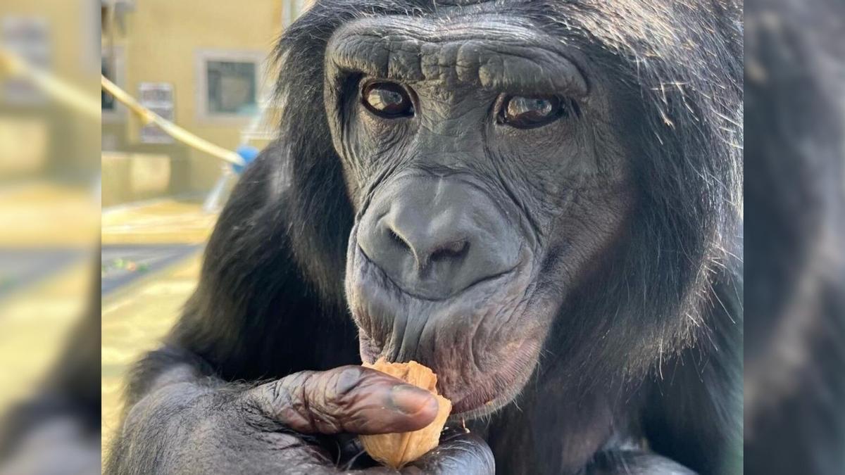 L’estudi mostra que, en situacions cooperatives, els simis adapten la comunicació per ajudar un company i compartir dades que només ells coneixen.