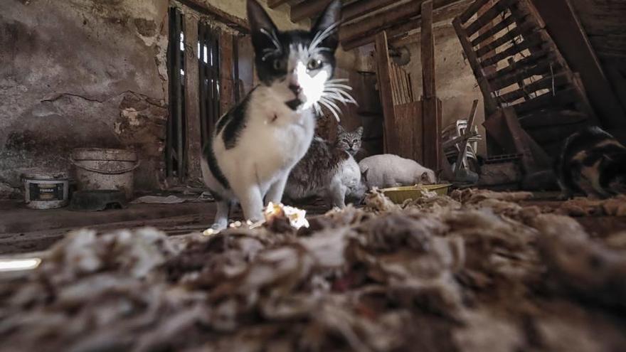 Un gato callejero es alimentado por unos voluntarios en un municipio de la isla.