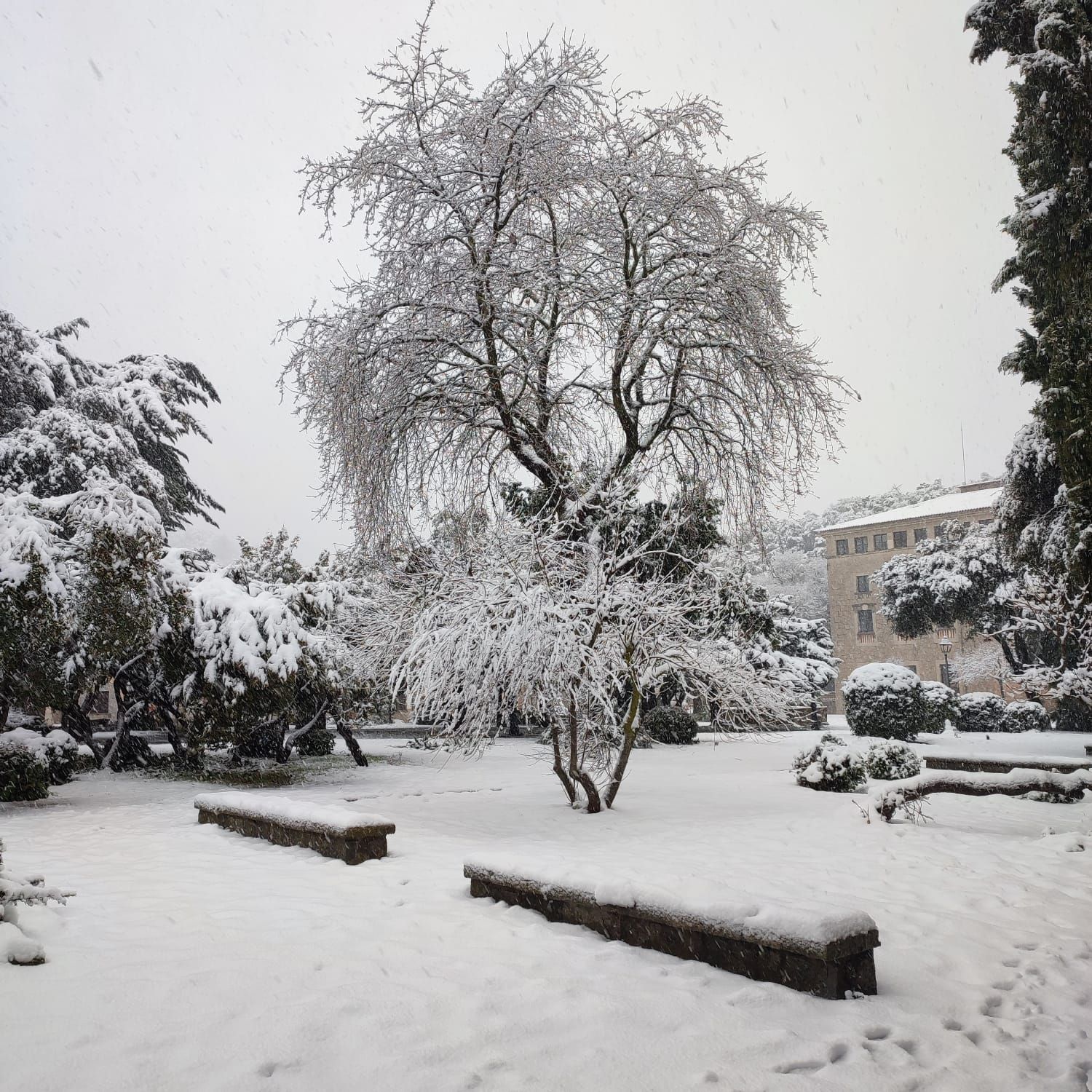 Schnee auf Mallorca – so schneit es in der Tramuntana