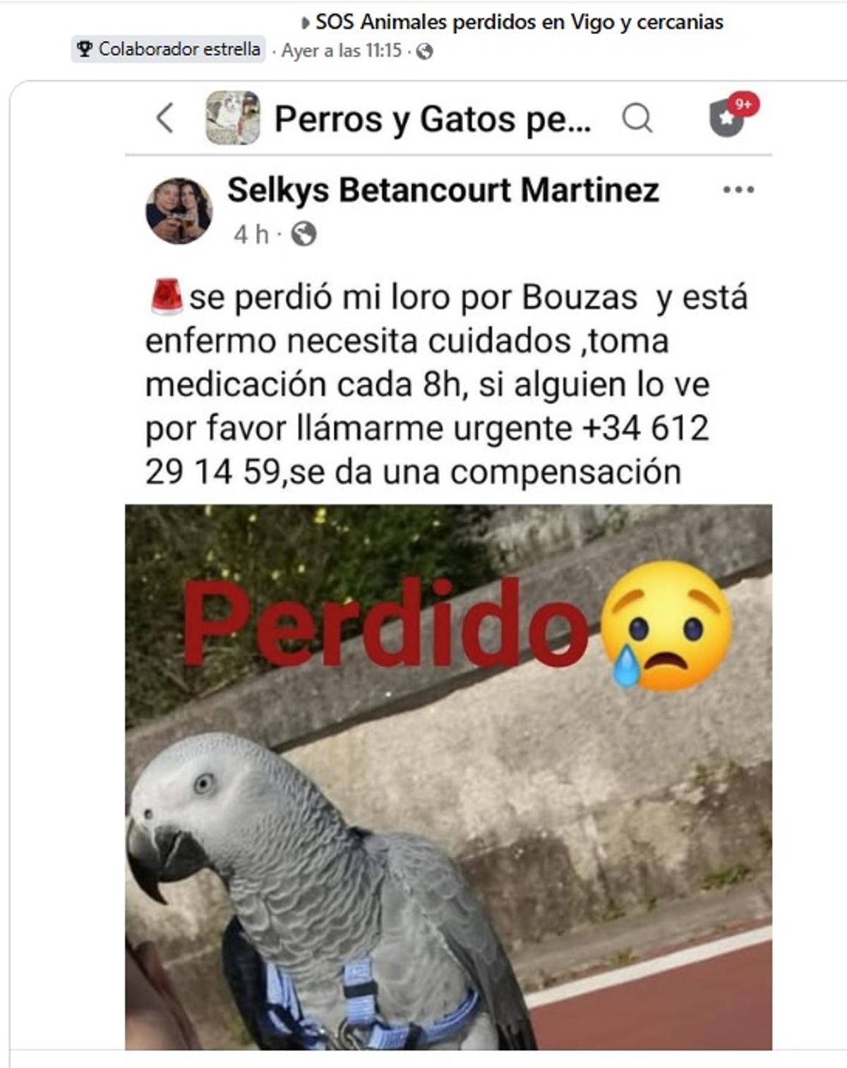 Anuncio del loro perdido