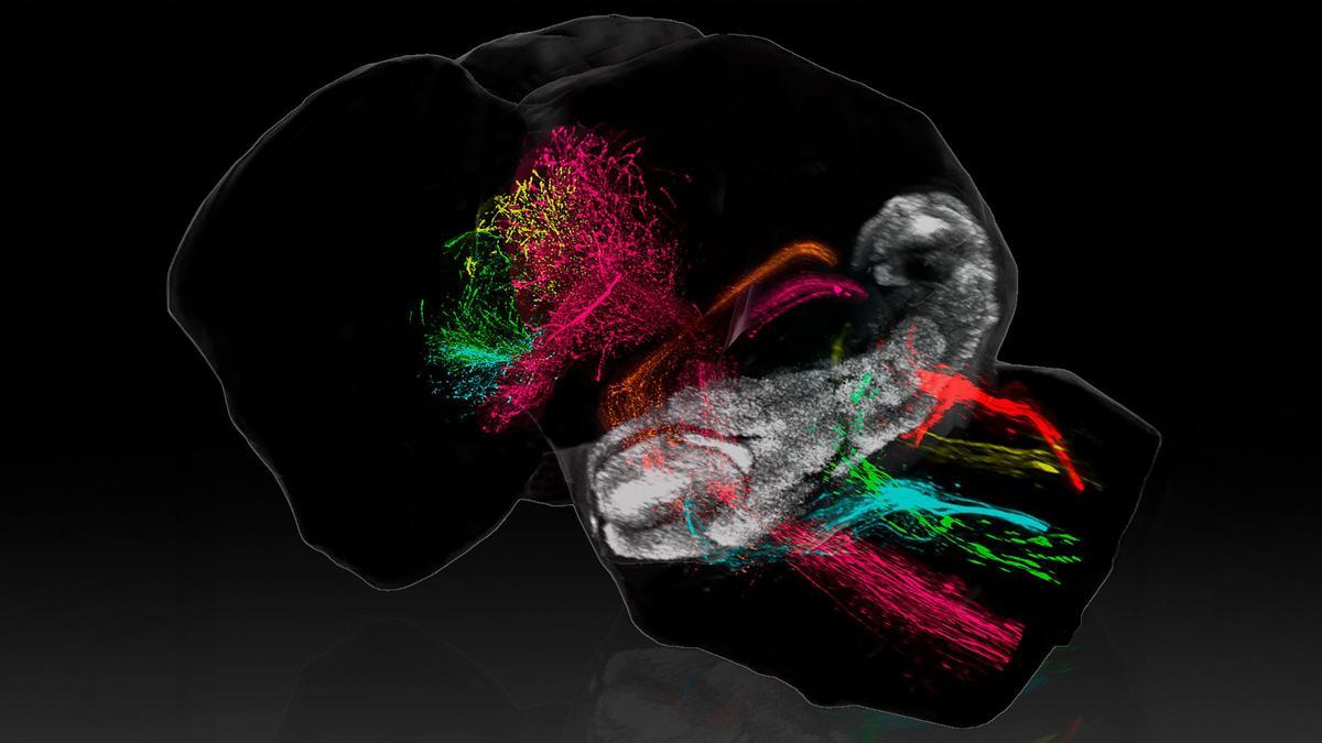 Mapa en 3D del cerebro elaborado por investigadores del Instituto de Neurociencias UMH-CSIC