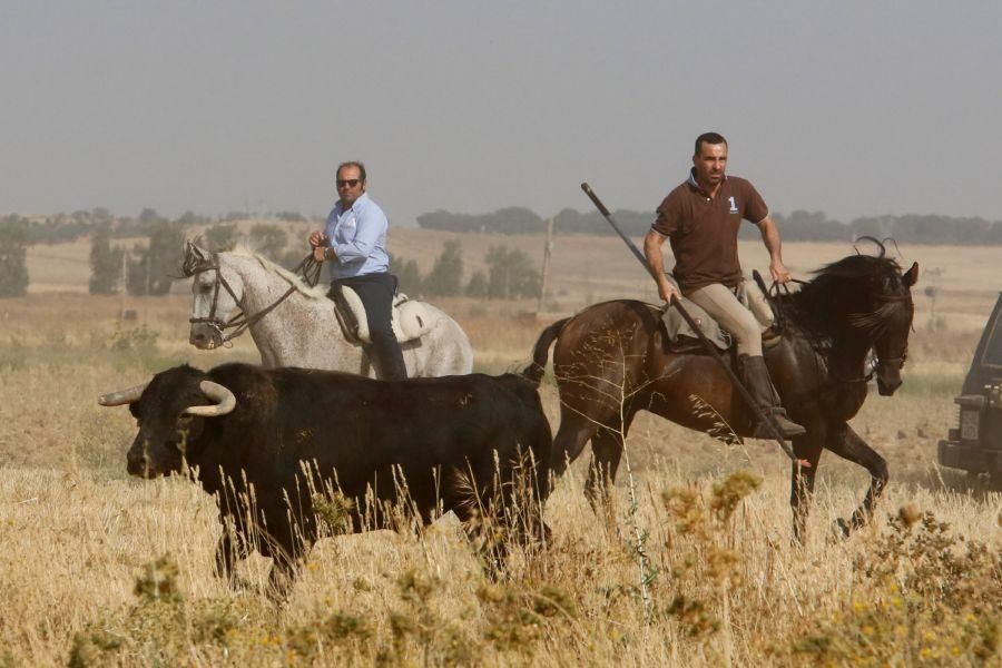 Fiestas en Zamora: Encierro en Villalpando