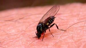 Descubren una nueva especie de mosca negra en España