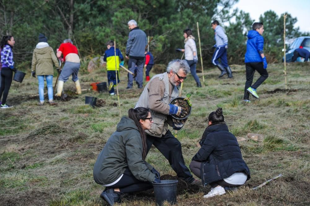 Los árboles de A Illa tienen sus propios progenito