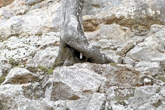 Fotoreportage Lluc