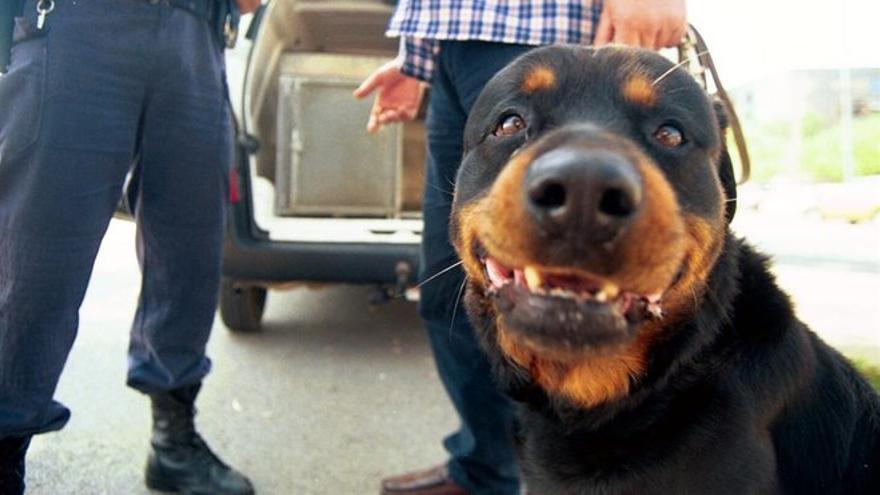 Condena de 20.000 euros por el mordisco de un rottweiler