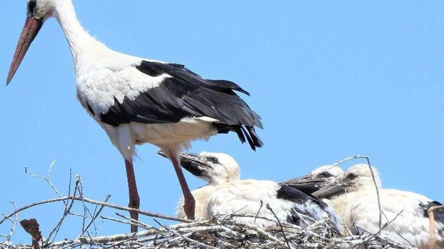 Polluelos de cigüeña en Silleda.  Las tierras de Trasdeza muestran estos días hermosas estampas como la difundida por el portal Biodiversidade do Deza, en la que aparecen retratados polluelos de cigüeña junto a su madre en el nido. A las crías ya les empieza a aflorar su plumaje negro y están pendientes en todo momento de que el ejemplar adulto les traiga su ración de comida.  Biodiversidade do Deza