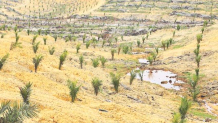 Plantació jove per a la obtenció d&#039;oli de palma, un cultiu que sol requerir la desforestació prèvia de boscos verges.