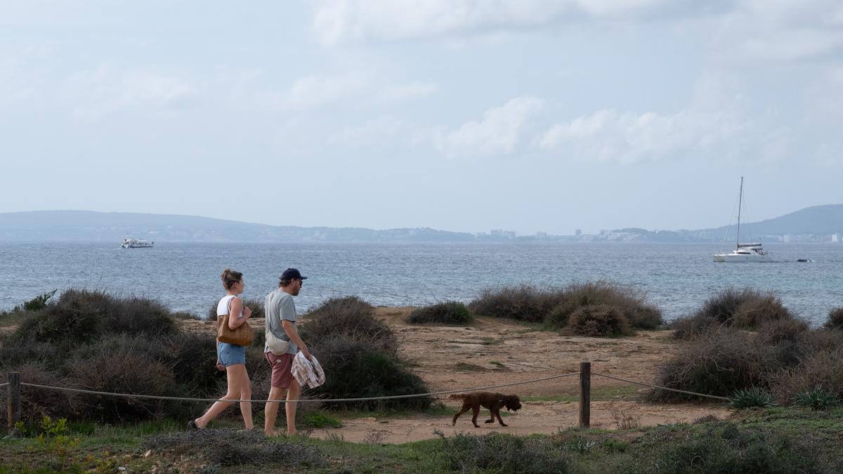 Las fotos de es Carnatge, la ultima zona sin urbanizar de la bahía de Palma que el Ayuntamiento quiere recuperar