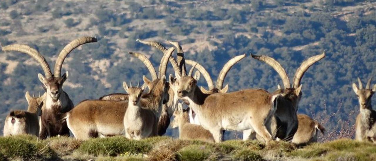 La situación de la cabaña de cabrá montés en el norte de Castelló, particularmente en Els Ports y la Tinença de Benifassà se acerca vertiginosamente a la extinción.