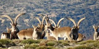 Peligro de extinción: Nueve de cada 10 cabras hispánicas de Castellón tiene sarna