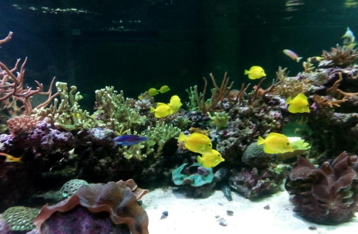 Fondo Mariola en el acuario de la UMU.