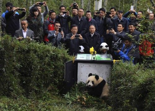 Gente toma fotos del panda gigante Xuexue de dos años de edad, antes de ser enviado de vuelta a la vida silvestre en Liziping reserva natural, en Ya'an, China