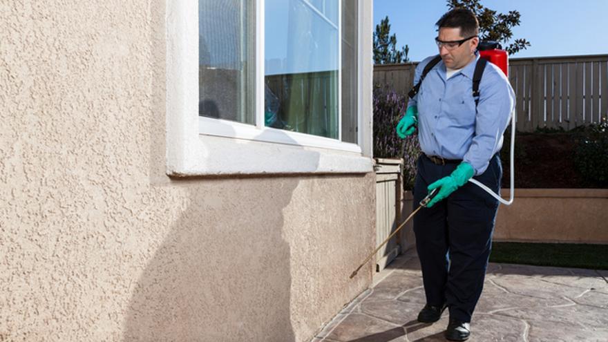 Los mejores trucos para eliminar los pececillos de plata del hogar