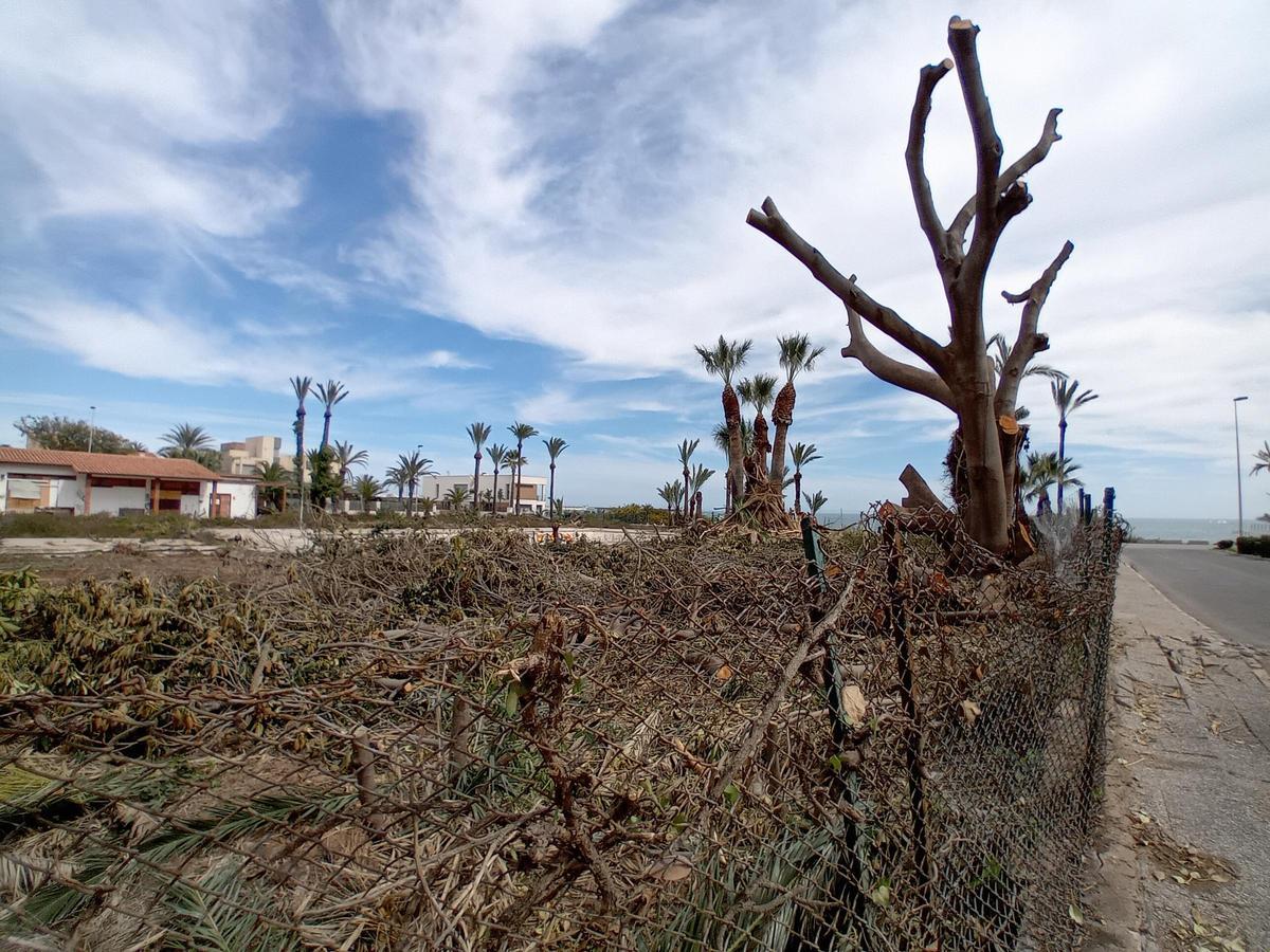 Trabajos de limpieza en una parcela de uso hotelero en La Veleta de Torrevieja