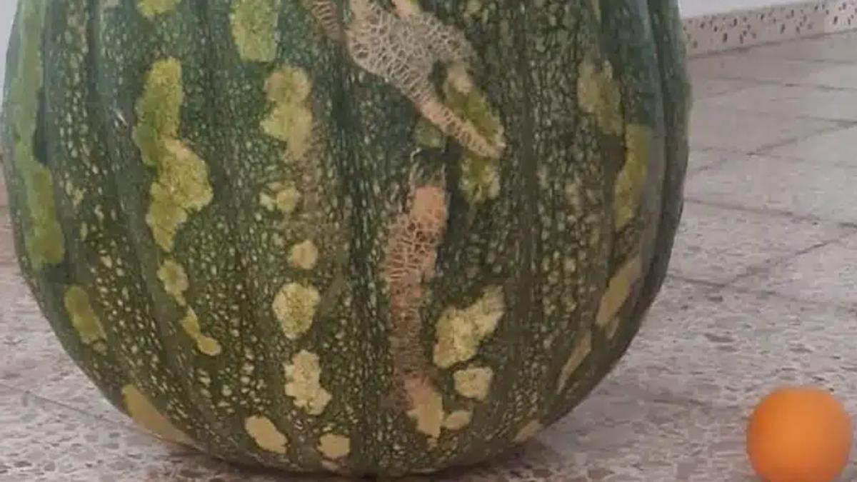 Un tesoro agrícola en Canarias: una calabaza gigante desafía la sequía