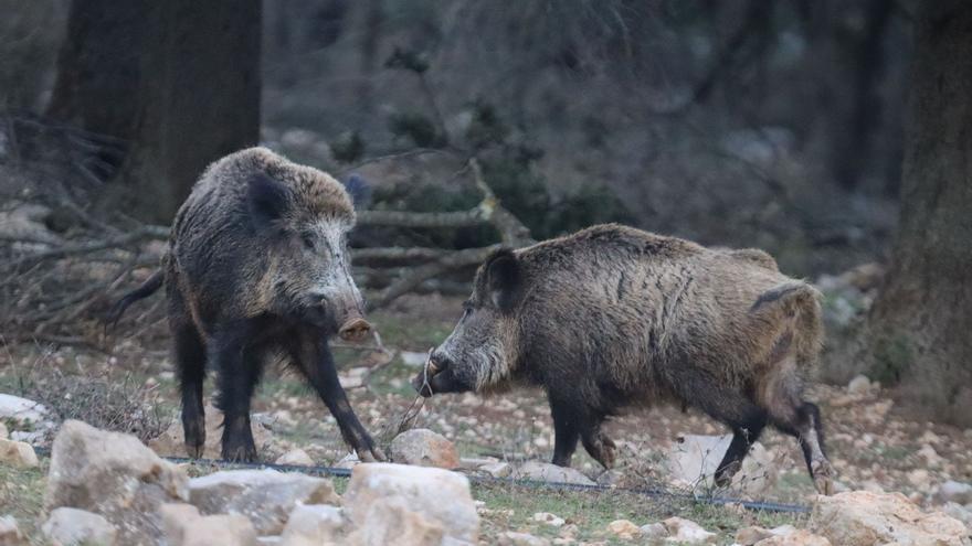 Burriana plantea la creación de un coto propio para frenar la sobrepoblación de jabalís