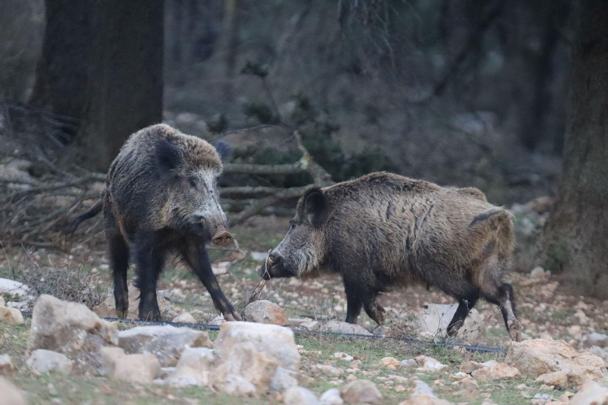 La población de jabalís supera los 42.000 ejemplares en la provincia de Castellón.