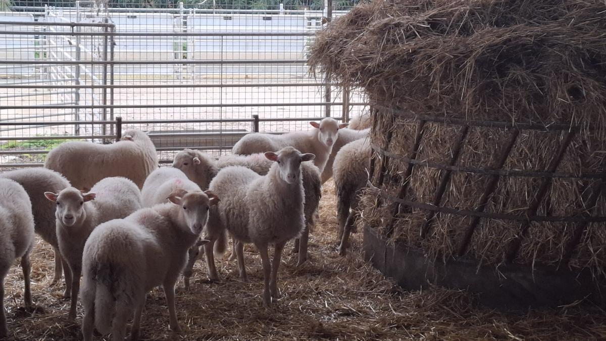 Corderos en la cooperativa pagesa de Pollença.
