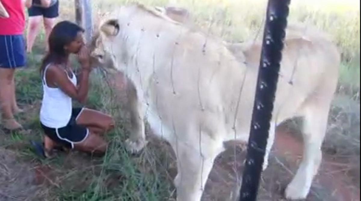 Una dona fa un petó a dos lleons en una reserva a Sud-àfrica.