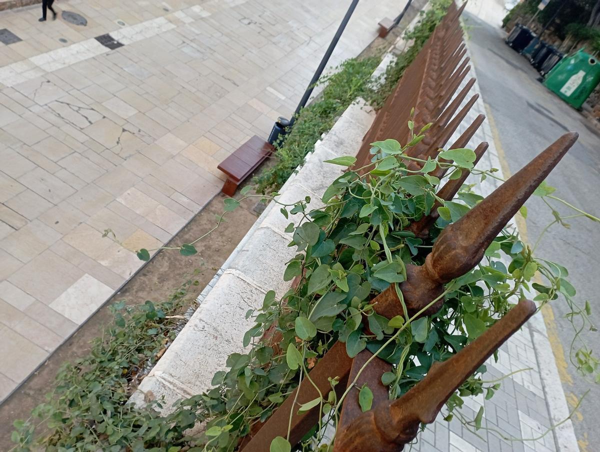 El verde, en la maltratada reja del Paseo de Don Juan Temboury.