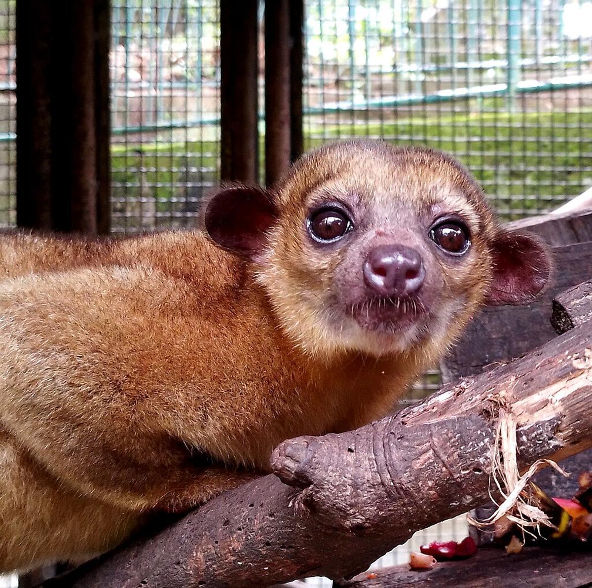 Un ejemplar de kinkajú.