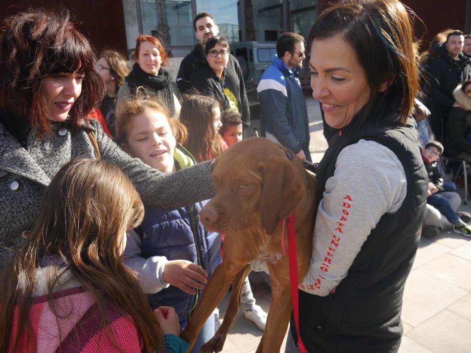 Jornada de adopción de perros en el Bioparc