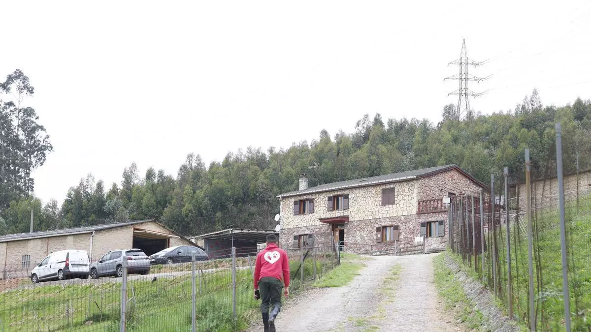 VÍDEO: Criadero de Gijón donde intervino la Guardia Civil