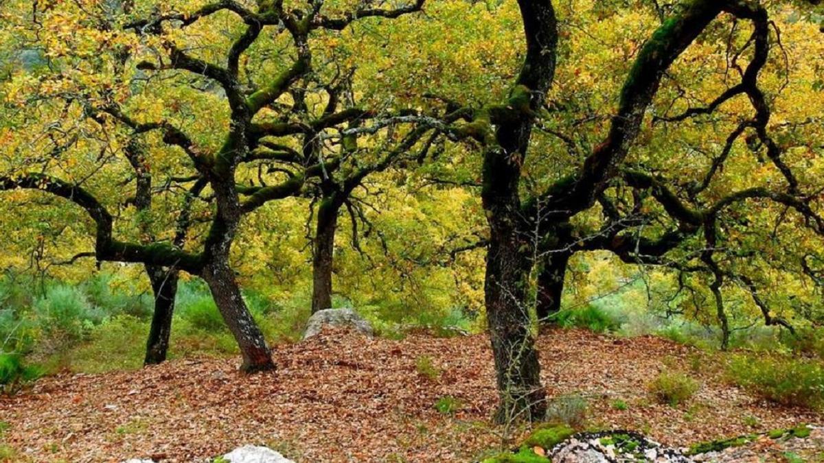 Bosque de quejigos donde se quiere construir la EDAR de Benaoján.